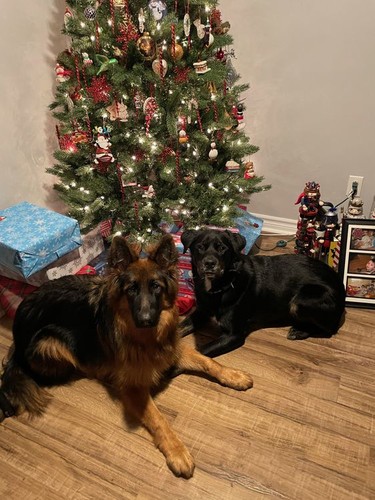 Linda Werbiski and her two dog "nephews" are patiently waiting for Christmas. They are never this quiet unless treats are involved, she says. Supplied