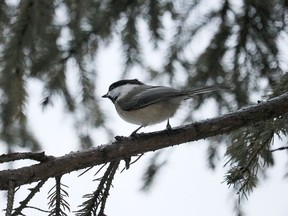 A white breasted nuthatch is spotted in a local spruce tree. Dozens of local residents will be watching for other species this Saturday as part of the annual Christmas Bird Count.

ANDREW AUTIO/The Daily Press