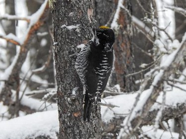 An American three-toed woodpecker seen along the Bart Thomson trail in South Porcupine during the annual Christmas Bird Count Saturday morning.

Submitted/Roxane Filion