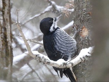 Black-backed woodpecker seen along the trail system in South Porcupine during the annual Christmas Bird Count Saturday morning.

Submitted/Roxane Filion