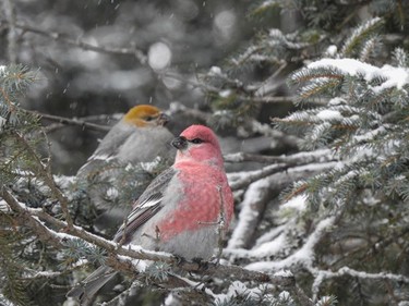 Pine grosbeaks seen in the Hersey Lake Conservation Area during the annual Christmas Bird Count Saturday morning.

Submitted/Roxane Filion