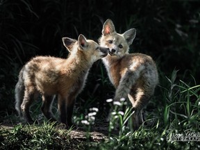 Sibling Love is a photo taken by Trevor Pottelberg in Oxford County this year.