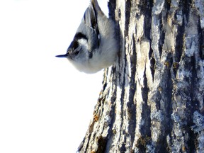 This white breasted nuthatch will visit your feeders all winter in the company of its cousins, the red breasted nuthatch.