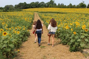 Left to right, Sarnia's Madison Chapple, Sarah Malik and Lucie Slakmon walk towards the sunflower field on the Douglas Line near Aberarder, which is home to Miracle Max's Minions, an annual fundraising project for charities against childhood cancer.