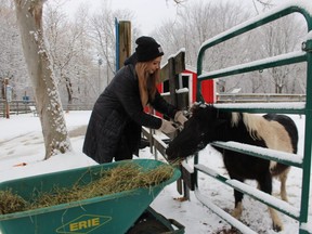A pony at the Seaway Kiwanis Children's Animal Farm in Sarnia's Canatara Park can't wait for attendant Lara Cole to open the gate with breakfast on a Sunday in early January, 2022.