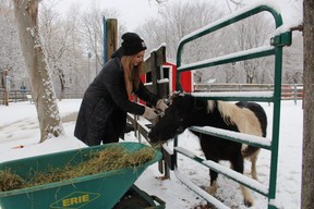 A pony from the Seaway Kiwanis Children's Animal Farm in Sarnia's Canatara Park can't wait for attendant Lara Cole to open the door with a breakfast on a Sunday in January.