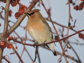 A photo of a Cedar Waxwing taken by Cal Cuthbert during the Christmas Bird Count. (supplied photo)