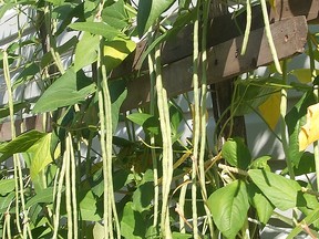 Pencil thin Asian long beans shown here grew on a trellis in a Portage la Prairie summer garden and easily attained 45 cm/18 inches length. Tasty Asian delights include beans stir-fried with red chili and garlic and Asian Long Bean salad.  (Ted Meseyton)
