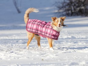 Some dogs, especially short-coated breeds, puppies and elderly dogs may benefit from a dog sweater or coat as an extra layer of warmth. (Handout)