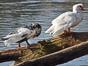 Muscovy ducks take advantage of an ideal perch above the Thames River on a sunny afternoon in Greenway Park.