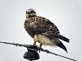 Rough-legged Hawk near Delta Marsh. (Cal Cuthbert)