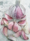 What’s your experience with growing and consuming garlic? If fresh garlic doesn’t agree with you try roasting or baking some. While a little is good, a whole lot for a prolonged period isn’t necessarily better. Garlic breath can be tamed by chewing on a sprig or two of fresh parsley. (Ted Meseyton)