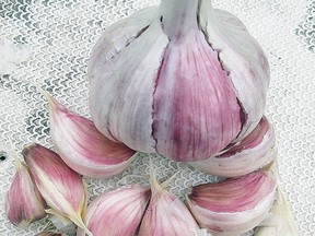 What’s your experience with growing and consuming garlic? If fresh garlic doesn’t agree with you try roasting or baking some. While a little is good, a whole lot for a prolonged period isn’t necessarily better. Garlic breath can be tamed by chewing on a sprig or two of fresh parsley. (Ted Meseyton)