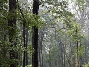 The Jackson-Gunn Old Growth Forest near Cultus was the first conservation property obtained by the Long Point Basin Land Trust. The forest was acquired in 2004. This week, the land trust announced it is fundraising for the acquisition of 50 acres of pristine Carolinian forest and wetland west of Simcoe. – Contributed photo