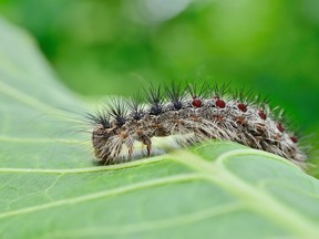 An LDD moth caterpillar is seen crawling on young leaves. Submitted