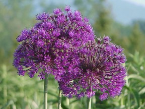 Allium perennial flowers, which can be purple, pink or white on top of long stems, can be invasive and are toxic to cats and dogs. (Submitted)
