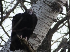 First ever Turkey Vulture on a Kincardine Christmas Bird Count. This immature bird has a black featherless head, when adult the head will be red. Photo J Turland