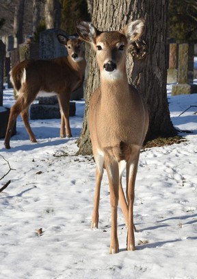 All is calm during an encounter with deer on a sunny afternoon in Woodland Cemetery.