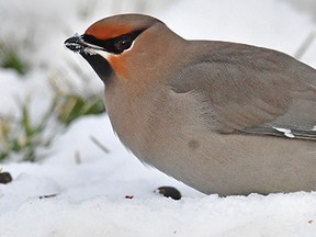 The Bohemian Waxwing had its highest recorded count at the 2021 Leduc Winter Bird Count on December 19, with 73 birds spotted. (Myrna Pearman/ Nature Alberta)