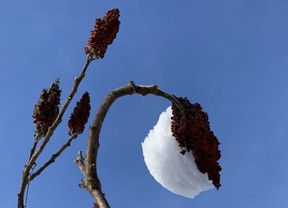 Not sure how mom nature achieved this pairing but cool to see sumac and snow hanging out together.