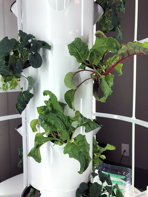 Kale in its early stages in the Tillsonburg library grow tower. (Submitted)