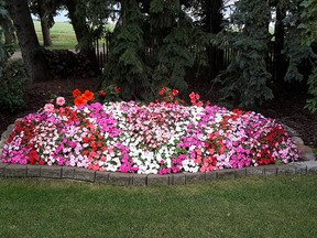 There are more than 500 impatiens plants throughout this oval designed flower bed and what a delight to behold. (supplied photo)