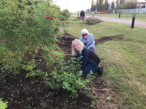 Volunteers continue to clean up Powerline Park, although more help is needed to maintain the eight beds. (Devon Communities in Bloom)