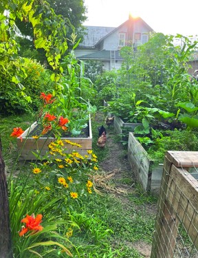 Loofahs growing in raised beds on a cattle pen trellis