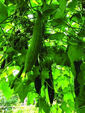 Loofahs need to grow in sunshine for between 150 to 200 days, so starting them by seeds in colder regions is necessary