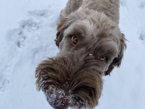 Dog owners in Norfolk County are required to buy dog tags for their animals.