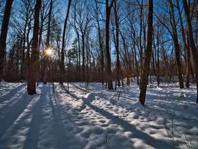 Backus Woods, ON. Photo by Gregg McLachlan