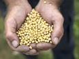 A farmer holds soybeans in this file photo