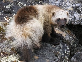 Y2Y SAY Wolverines and their conservation have become growing concerns, especially in western Canada where their range has shrunk dramatically. Photo Damian Power.