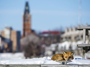 A fox relaxes on a dock owned by the Bay of Quinte Yacht Club as the Belleville City hall clock tower stands above it in Belleville, Ontario. ALEX FILIPE