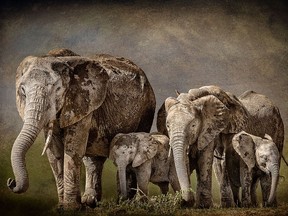 After playing in the swamp this elephant family moved on to the dusty Amboseli plains. MIKE GAUDAUR PHOTO