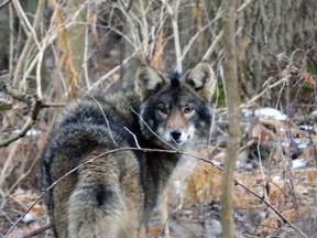 The Ministry of Natural Resources and Forestry says coyotes are usually wary of humans and avoid people whenever possible but they are wild animals and shouldn't be approached.