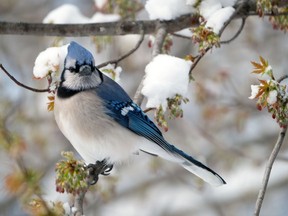 This photo of a blue jay is by Kerrie Wilcox of Birds Canada.