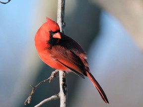 Northern cardinals have expanded their range since the first Great Backyard Bird Count 25 years ago.