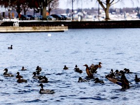 Ducks are now the only occupants of the area once filled by the Ernie Fox Quay docks, which have been replaced by makeshift buoys like the one in the background. (RONALD ZAJAC/The Recorder and Times)
