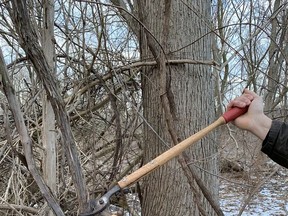 Winter is the ideal time to remove wild grape vines from your landscape, says gardening expert John DeGroot. John DeGroot photo