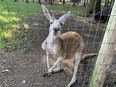 A young kangeroo, at Greenview Aviaries Park and Zoo near Morpeth. Photo taken Aug. 21, 2021. Peter Epp/Chatham This Week