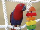 Ein roter Edelpapagei, der hier zu sehen ist, gehört zu der Art von Papageien, die letzten Herbst aus dem Greenview Aviaries Park & ​​Zoo in der Nähe von Morpeth gestohlen wurden.  (Dateifoto von Garry Sowerby/Postmedia Network)