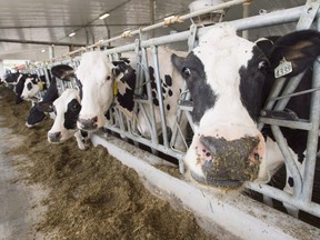 Dairy cows are seen at a farm. (File photo)