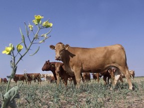 More people bought and ate beef from the grocery store while locked down during the COVID-19 pandemic, according to a keynote speaker during Beef Day at the Gray Bruce Farmers' Week. File photo/Postmedia