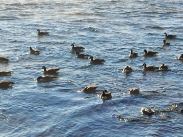 Your eyes aren't fooling you. Some Canadian geese could be seen in the water of the St. Lawrence River on Monday January 3, 2022 in Cornwall, Ont. Francis Racine/Cornwall Standard-Freeholder/Postmedia Network