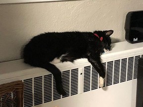 Whiskey the cat looks comfortable stretched out on a heat radiator in the Kennedy household.