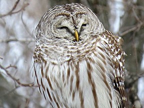 A barred owl at Lemoine Point Conservation Area.