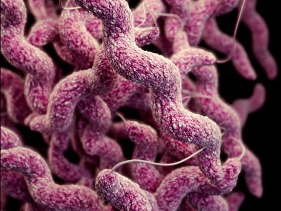 Health unit tracking rise of Invasive Pneumococcal Disease