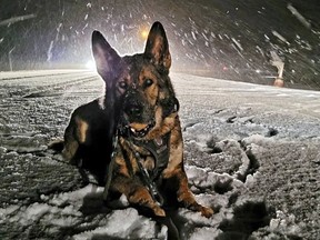 Blitz, a member of the OPP's Canine Unit, helped track down a break and enter suspect in Lambton Shores on Jan. 6.