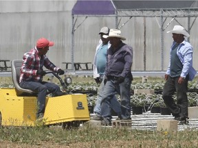 Migrant workers are shown at a greenhouse agri-food operation in Kingsville on June 25, 2020.